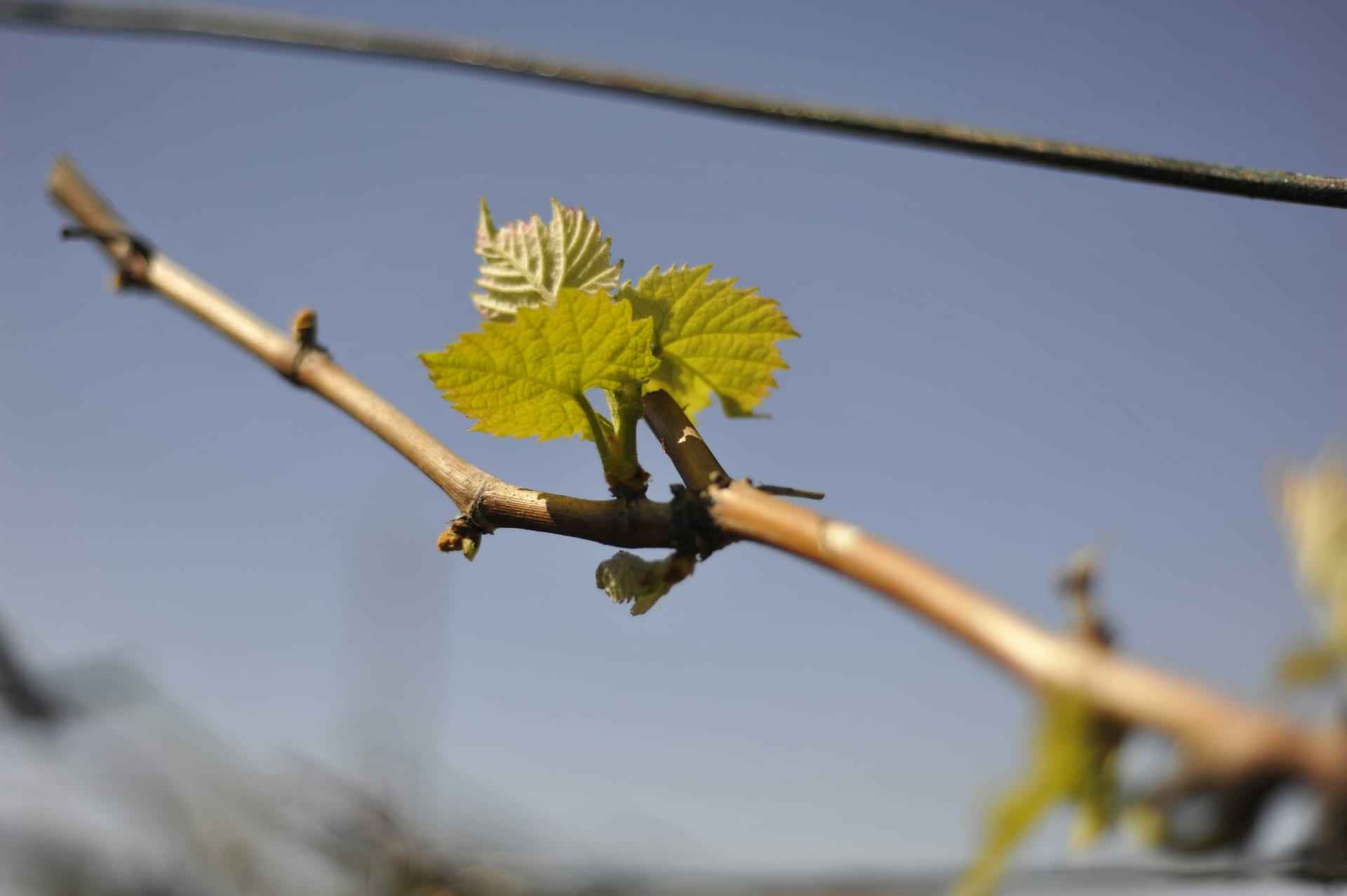 Germogliamento su una vite a riposo, un nuovo getto verde all'inizio della primavera.