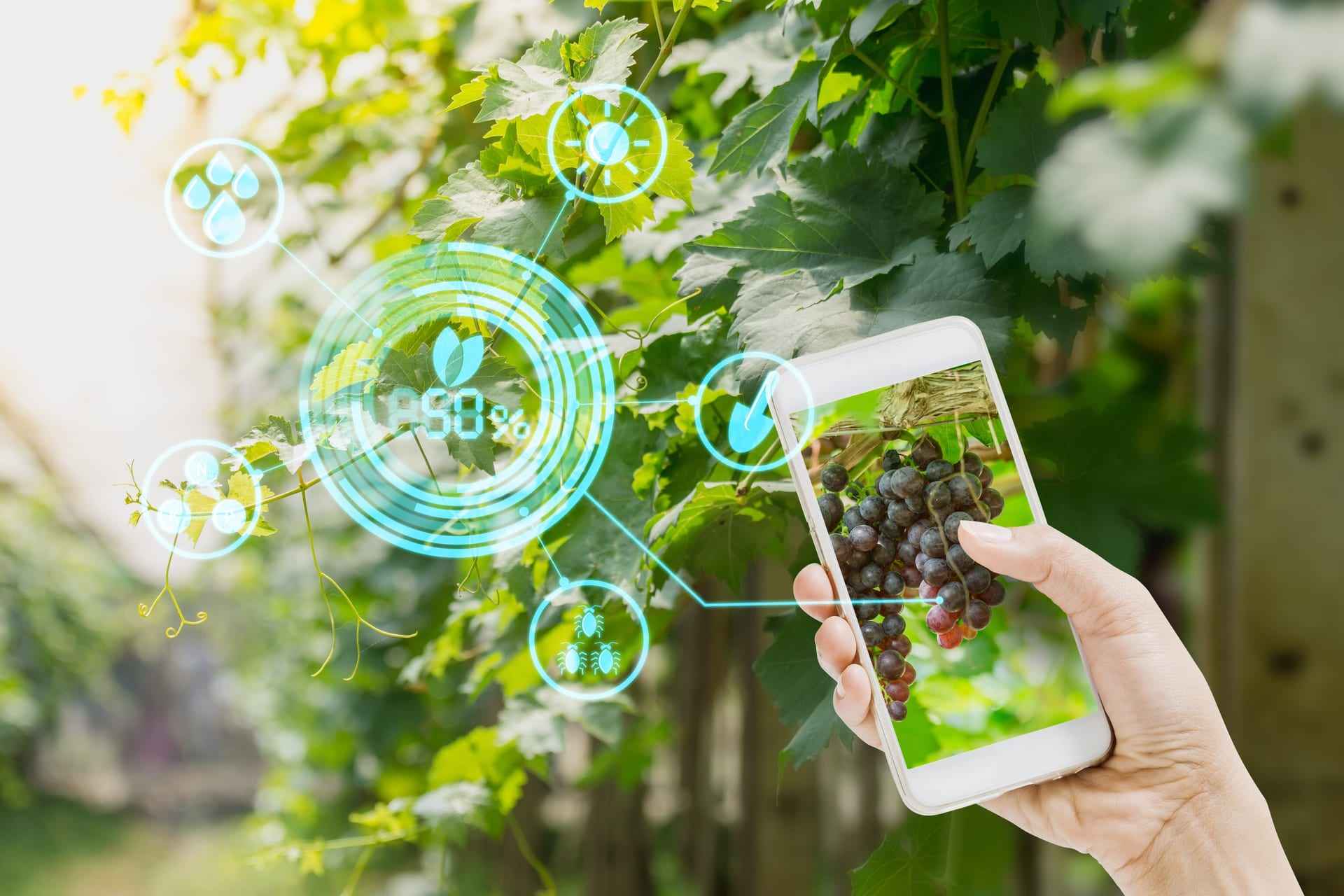 Una mano regge un telefono sopra una vite, dati dei sensori sovrapposti ai grappoli in tempo reale.