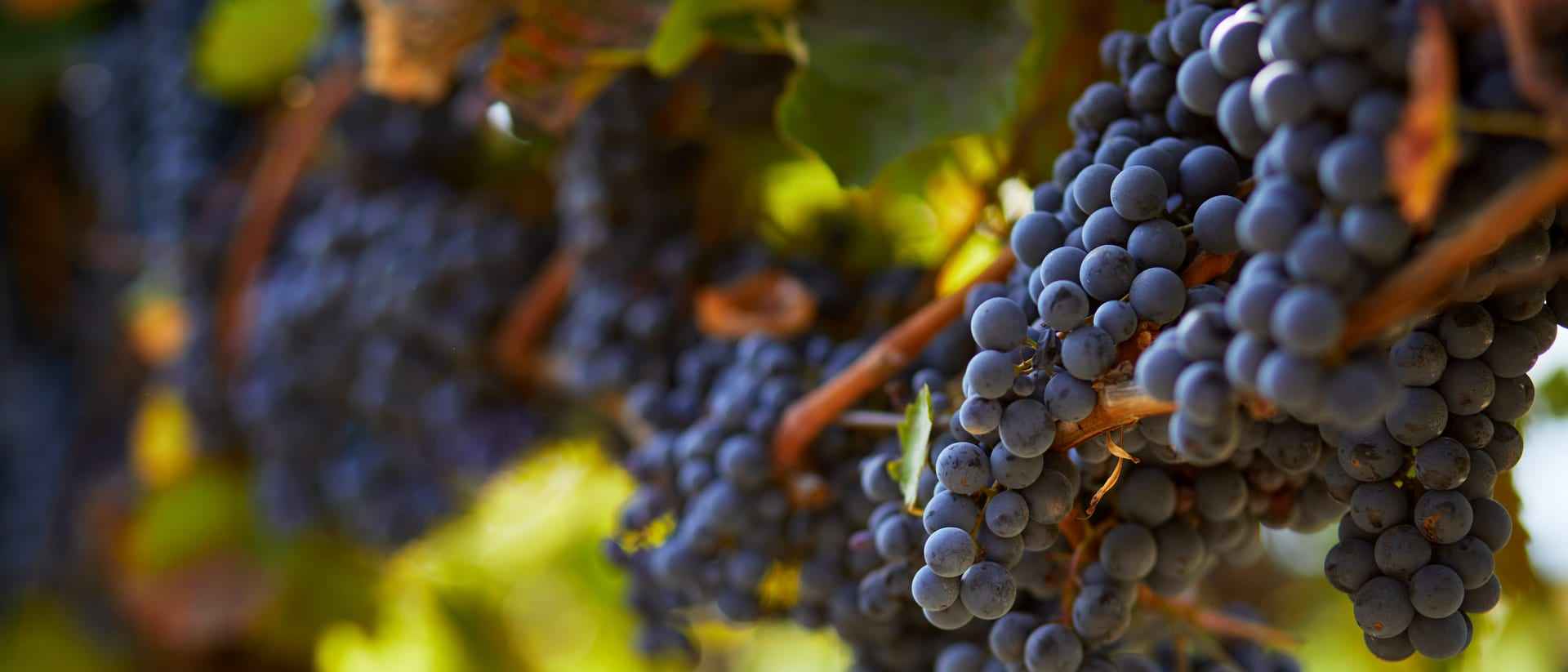 Primo piano di grappoli d'uva nera sulla vite, con profondità di campo morbida e naturale.