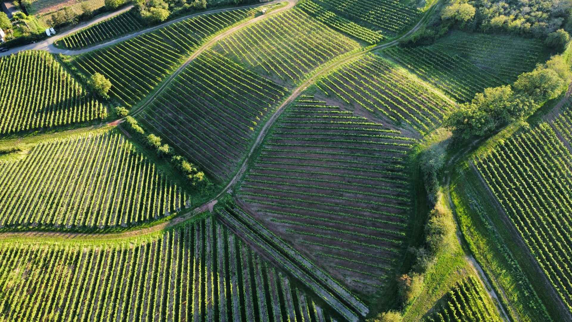 Vista aerea di un mosaico di vigneti, parcelle divise da carraie.