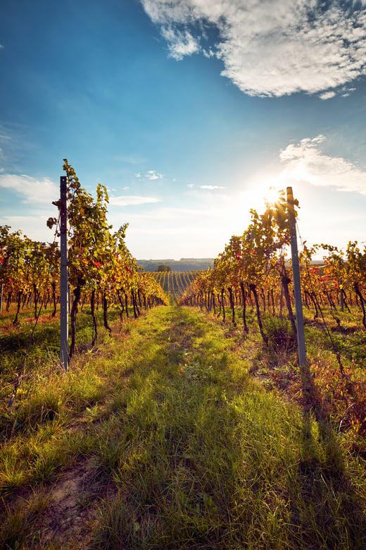 View between vines in a vineyard